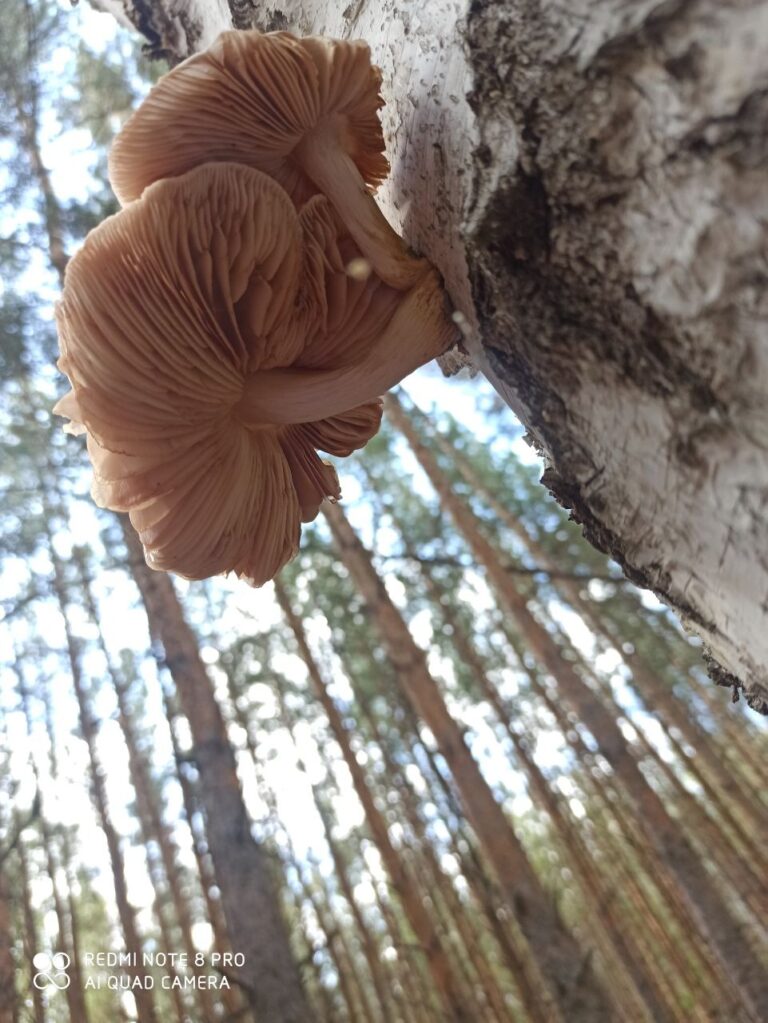 Фотография находки