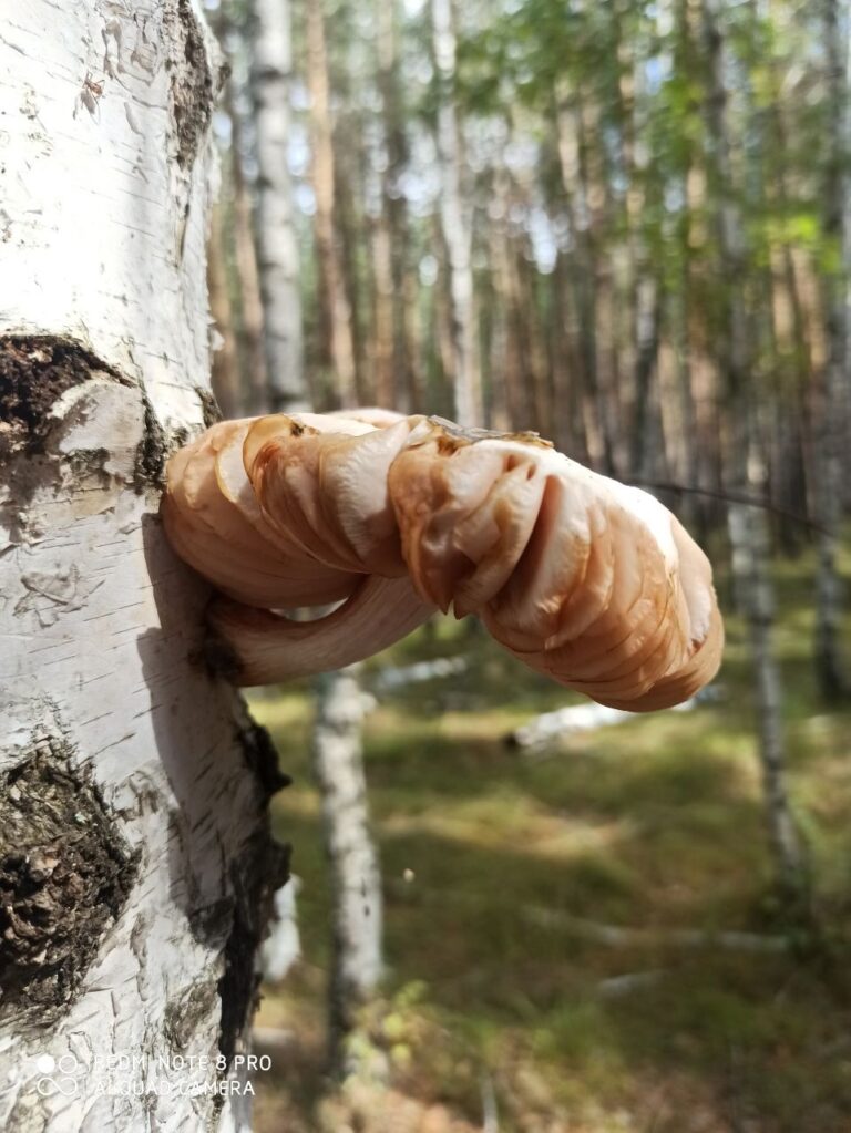Фотография находки