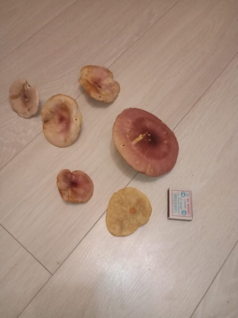 Фотография находки