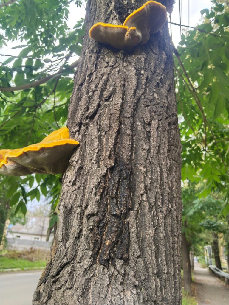 Фотография находки