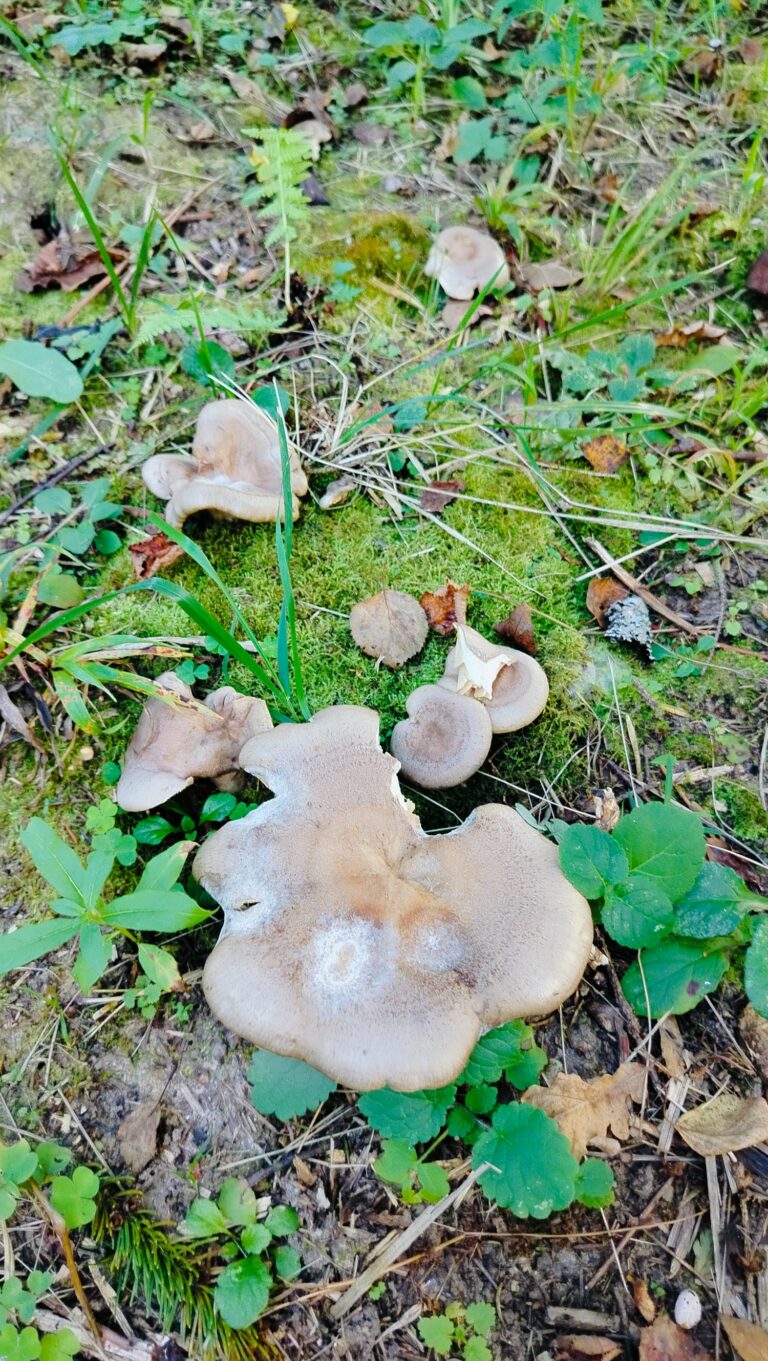 Фотография находки