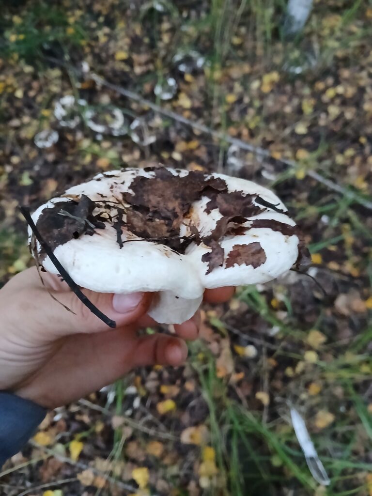 Фотография находки